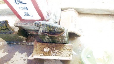  Xôn xao vì  “Xà linh” không lưỡi đổi màu và đẻ trứng