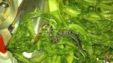 Phát hiện nửa con rắn trong suất cơm văn phòng