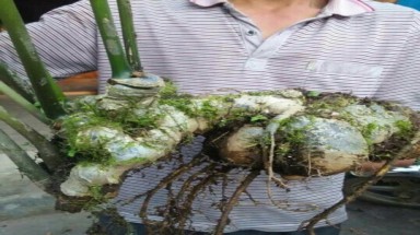 Sự thật ngỡ ngàng quanh củ sâm Ngọc Linh khổng lồ giá nửa tỷ