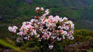 Hàng vạn người đổ về Sa Pa chiêm ngưỡng Cây Di sản Việt Nam