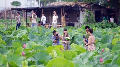 Săn ảnh hái sen ở hồ Tây