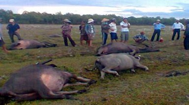 Thừa Thiên - Huế: Sét đánh chết hàng loạt trâu
