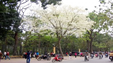   Đề xuất loại bỏ sưa trắng trên đường phố Hà Nội vì độc hại