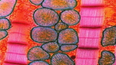  Tế bào da biến thành tế bào cơ tim "trẻ và khỏe mạnh"