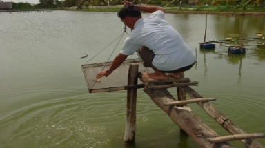  ĐBSCL: Tôm chết hàng loạt chưa rõ nguyên nhân  
