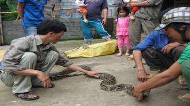  Cao Bằng: Bắt được con trăn nặng 10kg trong... ruộng ngô