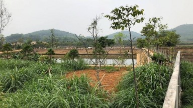  Làm rõ thông tin một  thứ trưởng Bộ TN&MT “gom” đất nông trường