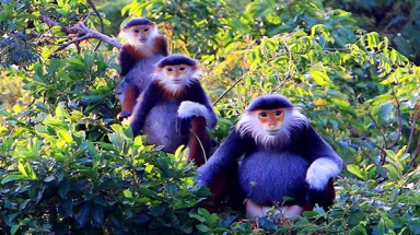 Bán đảo Sơn Trà có hơn 1.300 "nữ hoàng linh trưởng"