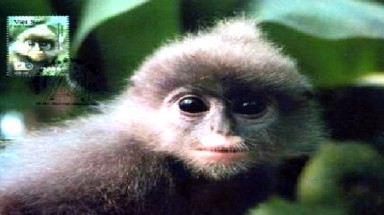  Nghệ An: Phát hiện loài Voọc xám ở vườn quốc gia Pù Huống 