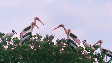  Săn chim quý bán cho quán nhậu