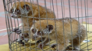  ENV giới thiệu tài liệu định dạng loài trực tuyến 