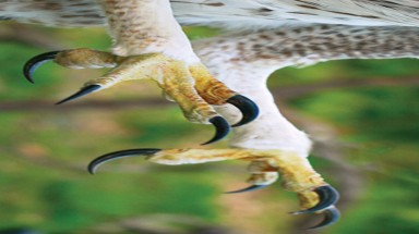  “Săn” vuốt mãnh điểu