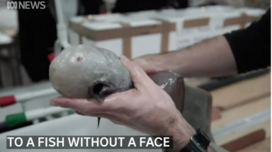 Cá không mặt ở vực sâu 4.000 m dưới biển Australia