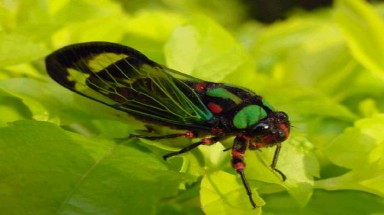  10 kỷ lục "độc đáo" trong thế giới côn trùng