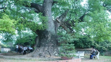   Thêm 16 cây cổ thụ đủ tiêu chuẩn Cây Di sản Việt Nam