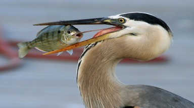 Ảnh thiên nhiên đẹp ngẩn ngơ từ cuộc thi ảnh du lịch NatGeo