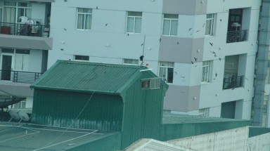 TP.HCM: Nhức đầu vì chim yến !