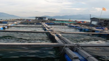 Xử lý người TQ nuôi cá bè trong tháng 6