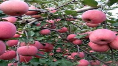 Giống táo Fuji từ đâu ra?