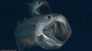  Đàn cá “ma” hiền lành trong lòng biển