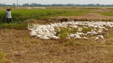  Hậu Giang: Nông dân bán lúa đứng cho vịt ăn