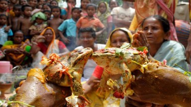 Lễ cầu hôn của... ếch