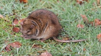 Chuột khổng lồ "chiếm lĩnh" một hòn đảo ở Đại Tây Dương