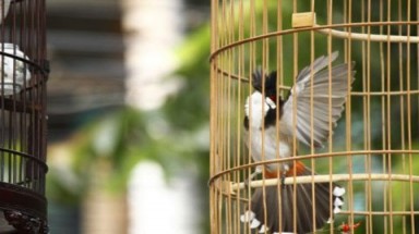  Cầm cố chim cảnh mùa Euro