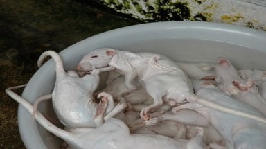 Đặc sản chuột quê "trắng muốt" béo ngậy