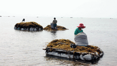  Tận diệt rong mơ 