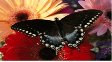  Chiêm ngưỡng vẻ đẹp độc đáo của loài bướm