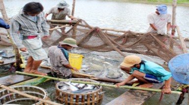 Liên kết bền vững...trong nghề nuôi cá tra