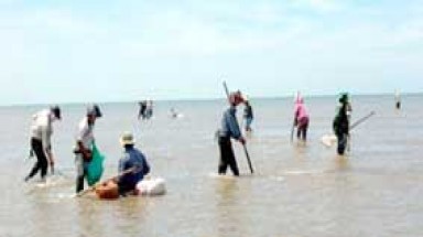  Trà Vinh: Nghêu giống xuất hiện nhiều ở ven biển