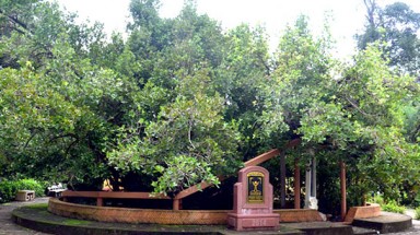 Tên khoa học của Cây Di sản Việt Nam ở Bến Tre được thống nhất chỉnh sửa