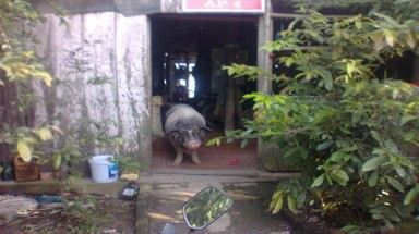  Đồng Tháp: Heo "lạ"  biết giữ nhà và...ăn chay