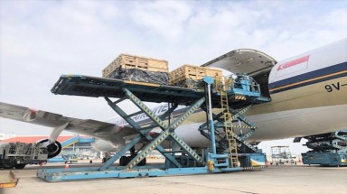  Lô bò A2 thuần chủng đầu tiên của Việt Nam được nhập trực tiếp từ New Zealand 