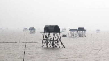   Thanh Hóa: Ngao giống xuất hiện, cả làng ra biển thu tiền tỷ