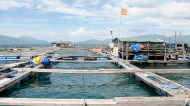 Để người Trung Quốc nuôi cá ở Cam Ranh: Chủ tịch tỉnh phải chịu trách nhiệm