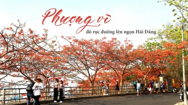 Cây phượng chẳng biết nói năng