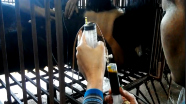  Phim ngắn truyền thông về bảo vệ gấu: Quay ngược thời gian 