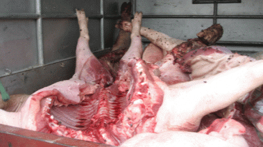 Hà Nội: Làm ruốc từ thịt heo mắc bệnh tai xanh