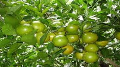  Nhiều giống cây trồng mới chất lượng cao được đưa vào sản xuất