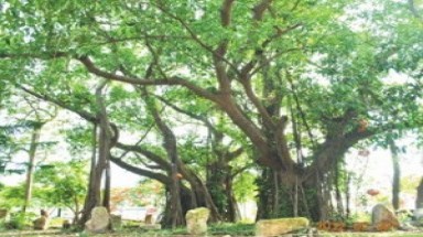   Công nhận 2 cây song đa tại Đồ Sơn-Hải Phòng là cây di sản Việt Nam 