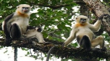   Hà Giang: Voọc mũi hếch tại Khau Ca phát triển lên trăm cá thể