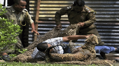 Ấn Độ: Báo vồ 13 người trong công ty dầu khí