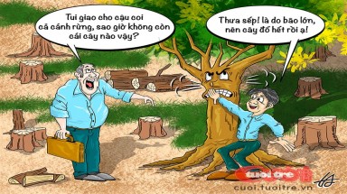 Siêu bão phá nát rừng tự nhiên