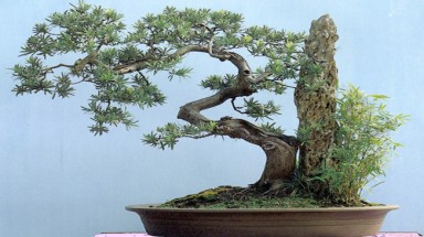 Để cây nào cho phòng làm việc có máy lạnh?