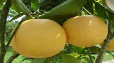 Vĩnh Phúc: trồng mới bưởi Diễn trên đất vườn tạp