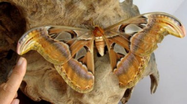 Mục sở thị loài bướm khế khổng lồ