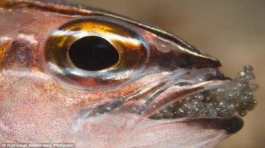  Kỳ lạ loài cá ăn thịt  ấp trứng trong miệng